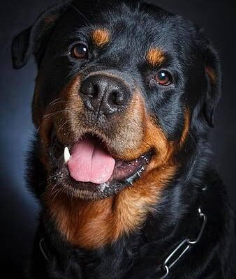 labrador rottweiler