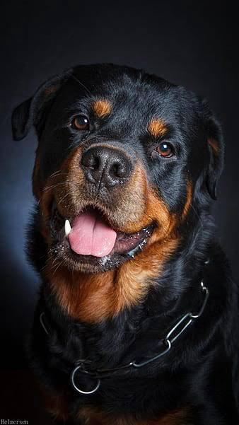 labrador rottweiler